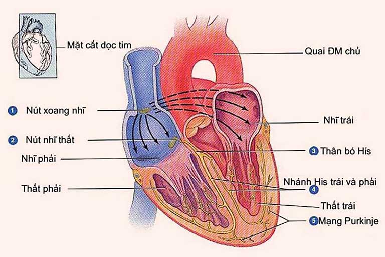 suy nhược cơ thể cảnh báo bệnh gì?