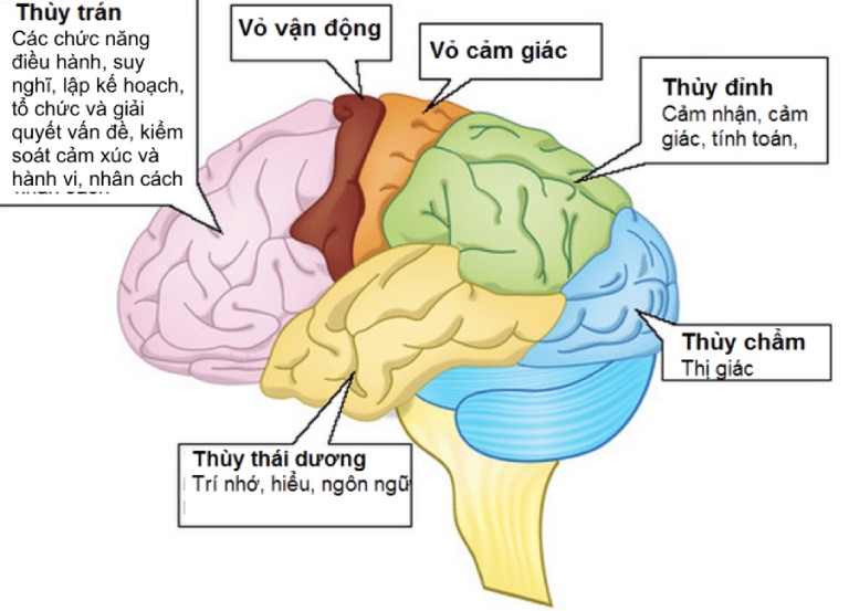 Rối loạn hành vi ở người lớn