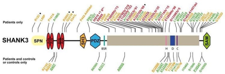 yếu tố di truyền trong bệnh tự kỷ